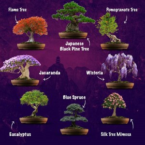 SET - Bonsai Easy, pěstování 8 druhů rostlin + nůžky