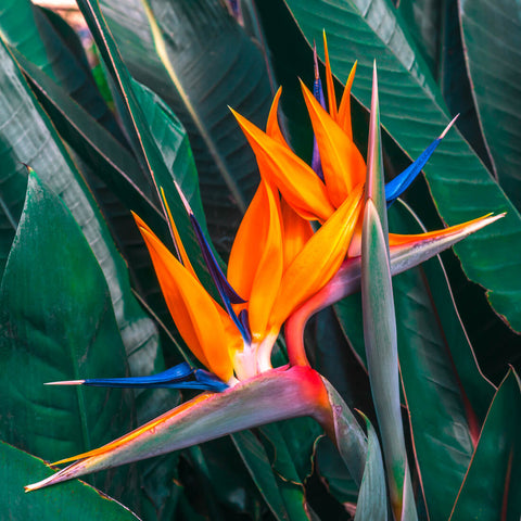 Semena Strelitzia