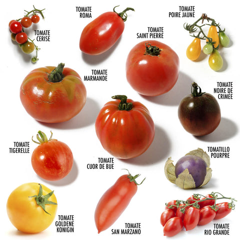 SET - Semena rajčat 12x odrůda 