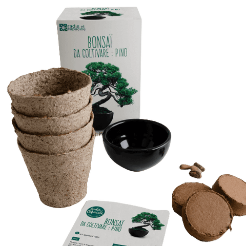 SET - Bonsai, pěstování borovice Pinus Pinija + keramická nádoba 