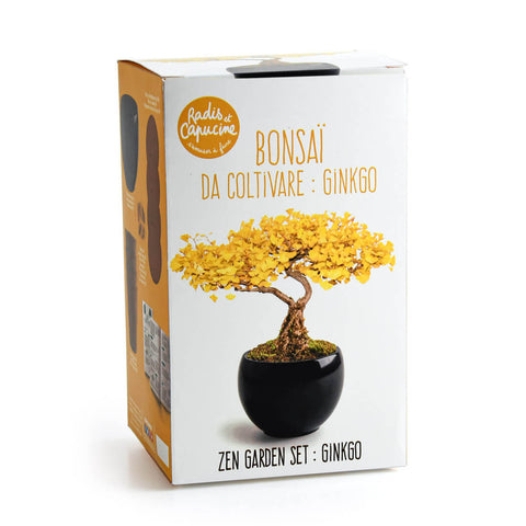 SET - Bonsai, pěstování ginkga + keramická nádoba