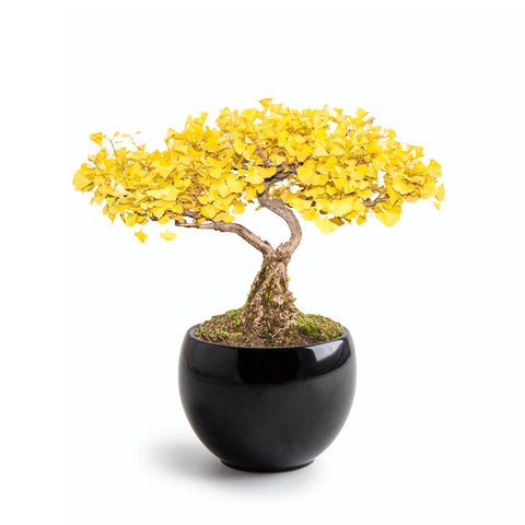 SET - Bonsai, pěstování ginkga + keramická nádoba