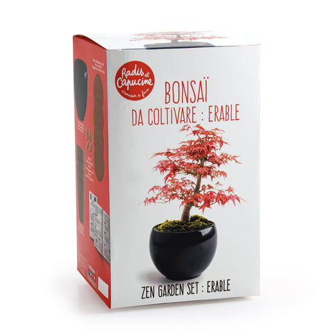 SET - Bonsai, pěstování červeného javoru + keramický hrnec