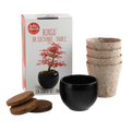 SET - Bonsai, pěstování červeného javoru + keramický hrnec