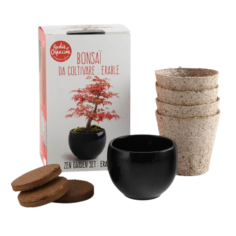 SET - Bonsai, pěstování červeného javoru + keramický hrnec