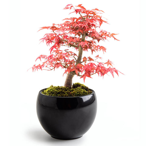 SET - Bonsai, pěstování červeného javoru + keramický hrnec