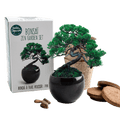 SET - Bonsai, pěstování borovice Pinus Pinija + keramická nádoba 