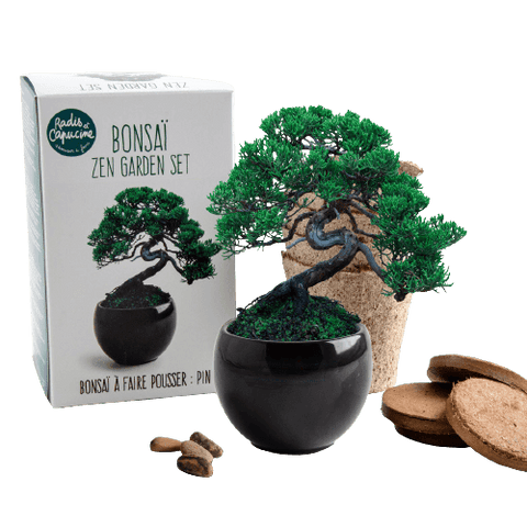 SET - Bonsai, pěstování borovice Pinus Pinija + keramická nádoba 