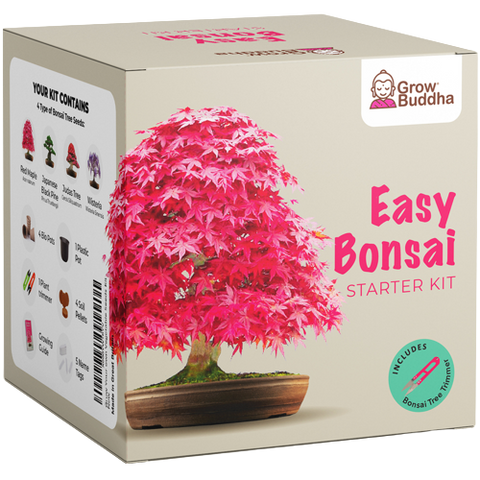 SET - Bonsai, pěstování 4 druhů rostlin + 2 semínka zdarma 