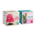 SET - Bonsai semena + kaktusová semínka 