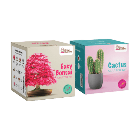 SET - Bonsai semena + kaktusová semínka 
