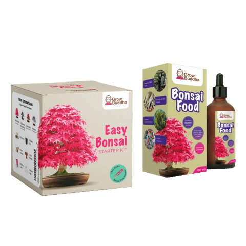 SET - Bonsai, pěstování 4 druhů rostlin + 2 semínka zdarma 