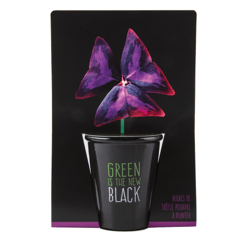 SET - Černý květináč s fialovými semínky jetele 