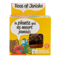 SET - Květináč pro pěstování květiny Jericho 