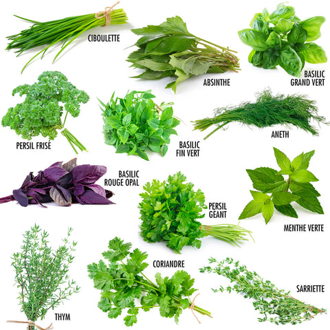 SET - Semena aromatických bylin 12x odrůda 