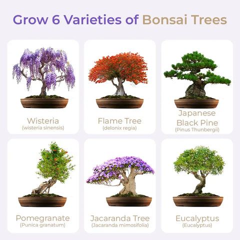 SET - Bonsai Master, pěstování 6 druhů rostlin + nářadí 