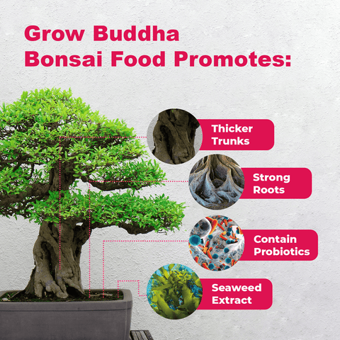 SET - Bonsai Pinus &amp; Hnojivo na bonsaje s probiotiky 