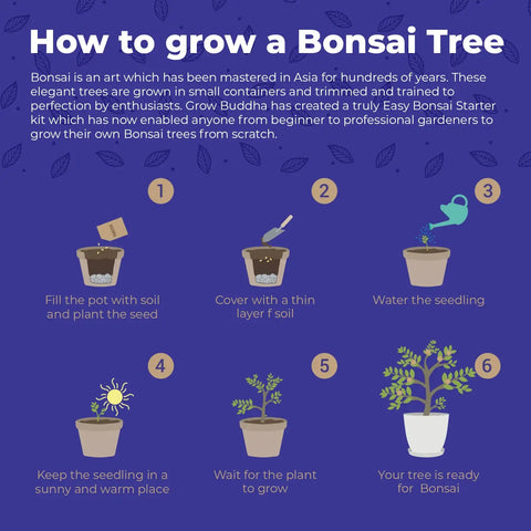 SET - Bonsai Master, pěstování 6 druhů rostlin + nářadí 