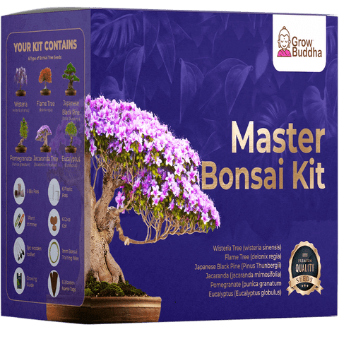 SET - Bonsai Master, pěstování 6 druhů rostlin + nářadí 